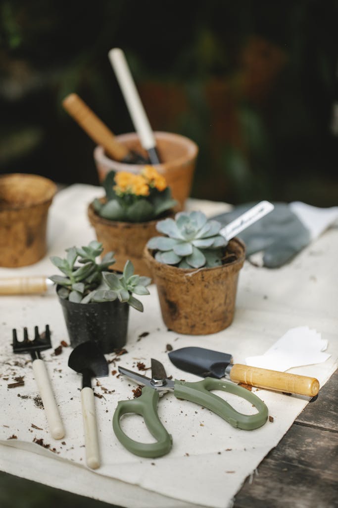 Table with gardening tools and potted succulents, ideal for outdoor gardening scenes.